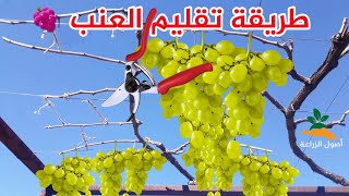 طريقة تقليم العنب 🍇