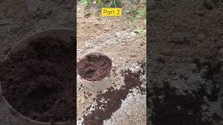 Carrot seed sowing part 2 | தாட்டத்தில் கேரட் விதைப்போம் வாங்க (பகுதி 2)