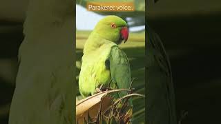 Rose ringed pakareet calling| #bird #birdwatching #nature #parrot