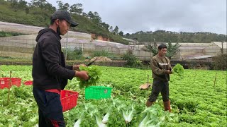 Thu hoạch XÀ LÁCH CAROL Đà Lạt.