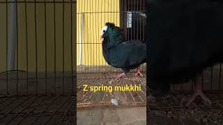 z spring kukkhi #pigeon #shorts #short #kobutor #bd #pets #pigeonlover #king #india #bangladesh