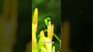 Vernal Hanging Parrot #vernalhangingparrot #birdsofindia