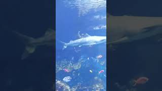 Shark #shark #shortvideo #foryou #cool #viral