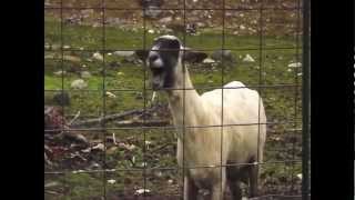 Justin Bieber - Goat Version (Ziege)