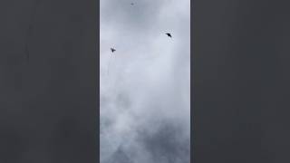 Bird Kite Showdown 🇬🇾 #shorts #guyana