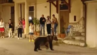 Outrage as mother of biscuit-stealing bear cub shot dead in Italy