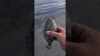 Devolucion Lenguado | catch and release flounder