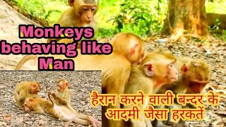 बन्दर के आदमी जैसा हरकतें जो आपको हैरान कर देगी।। Unbelievable monkeys behaviour ।।