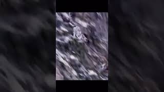 Snow Leopards Hunting Mountain Goats #snowleopards #goat #animals #wildanimals #shorts