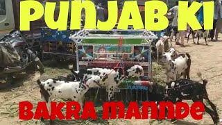 Punjab ka tungwali Mela .sabse bade bakra mannde . bhatinnda Punjab