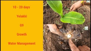 0-20 days Yelakki - G9 Banana Farming first earth