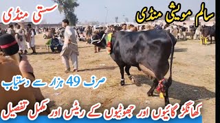 Khangar Cows Fresh Ratés At Salam Maveshi Mandi|| Salam Maveshi Mandi ||Khangar Buffalo