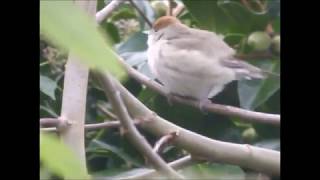 Female Blackcap all fluffy clean Jan 2019