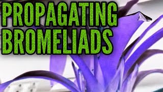 HOW TO PROPAGATE BROMELIADS - don't throw yours away when they are dying!