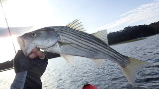 Striped Bass Fishing, 9/11/2020