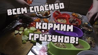 БЛАГОДАРНОСТЬ И КОРМЛЕНИЕ ВСЕХ ГРЫЗУНОВ