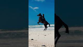 Dubai beach horse riding #horse #equestrian #beach #horseriders #horseriding