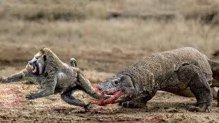 Unbelievable Komodo Swallow Baboon On Camera