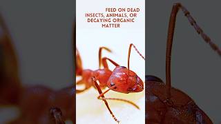 Killer Ants | Discover with sabi #youtubeshorts #viral #shortsfeed #youtube #ants