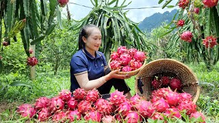 Girl harvesting red dragon fruit goes to the market sell - Gardening | Ly Thi Tam