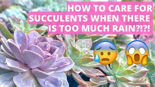 Caring for our SUCCULENTS when it is RAINING TOO MUCH?!?