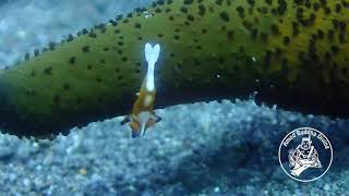 Seastar Shrimp @AMED BUDDHA DIVING