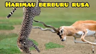 aneh tapi nyata di dunia | Harimau Berburu Rusa Part 8