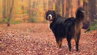 Bernese Mountain Dog and Canine Bloat