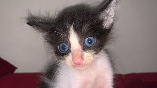 cute baby cat playing videos | Best Funny Cat Videos | OMG So Cute Cats ♥