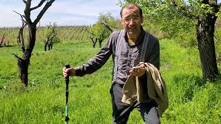 Hutterite Pilgrimage: Community of Goods Begins | Stäbler Separate from the Schwertler