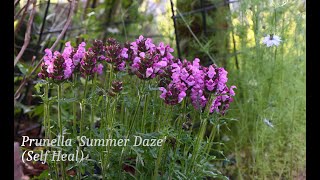 Prunella 'Summer Daze' (Self-Heal)