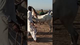 Horse Dance at River Jehlum Bhera