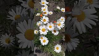 Daisies # Ромашки