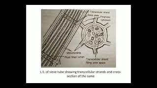 Video 6:Mechanism Of Translocation Of Organic Solutes