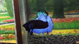 BETTA  HMPK BLACK BLUE LIGHT  (Male)