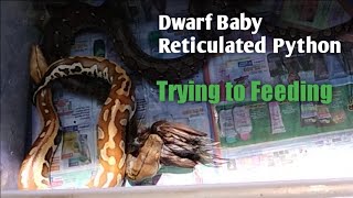 Dwarf Baby Reticulated Python Trying to Feeding