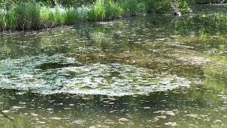 Toad pond in Munich-Oberföhring