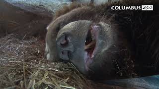 Brown Bear Bed Hogs