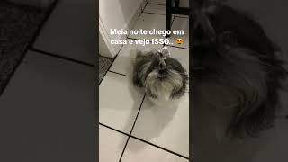 Minha shitszu não tem medo de fogos.