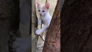 Cute kitten trying to climb tree #4k #shorts #kitten #cat