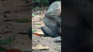 New  funny monkey don't like camera #shortsvideo