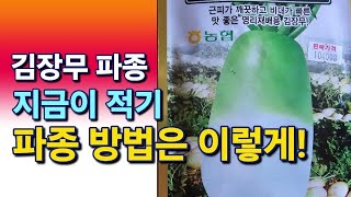 [텃밭농사] 김장무 파종 적기/김장무 파종 방법