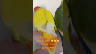 Vaya par de Agapornis granujas 🥰🥰 Catalina y Benjamín