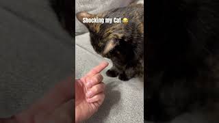 Shocking my Cat with Static Electricity ⚡️#funny #hilarious #omg #love