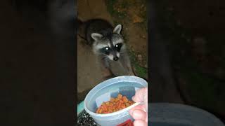 Two new baby raccoons for a total of 4