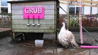 Trixie the turkey votes for Christmas