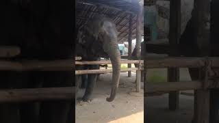 Largest Female Elephant in Thailand