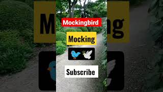 Mockingbird - Subscribe Today to Gratitude Radio 📻