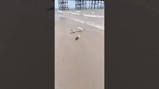 seagull chicks avoid a fight