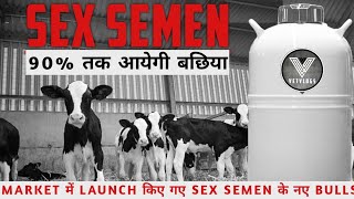 New Bulls Sex Semen | 90% Female Ratio | VetVlogs | Rahuri Semen Station